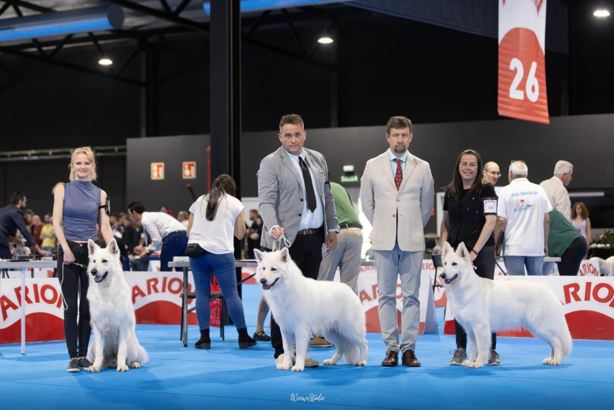 Blancos de valdeon Campeona de Espau00f1a vega de llos (4)