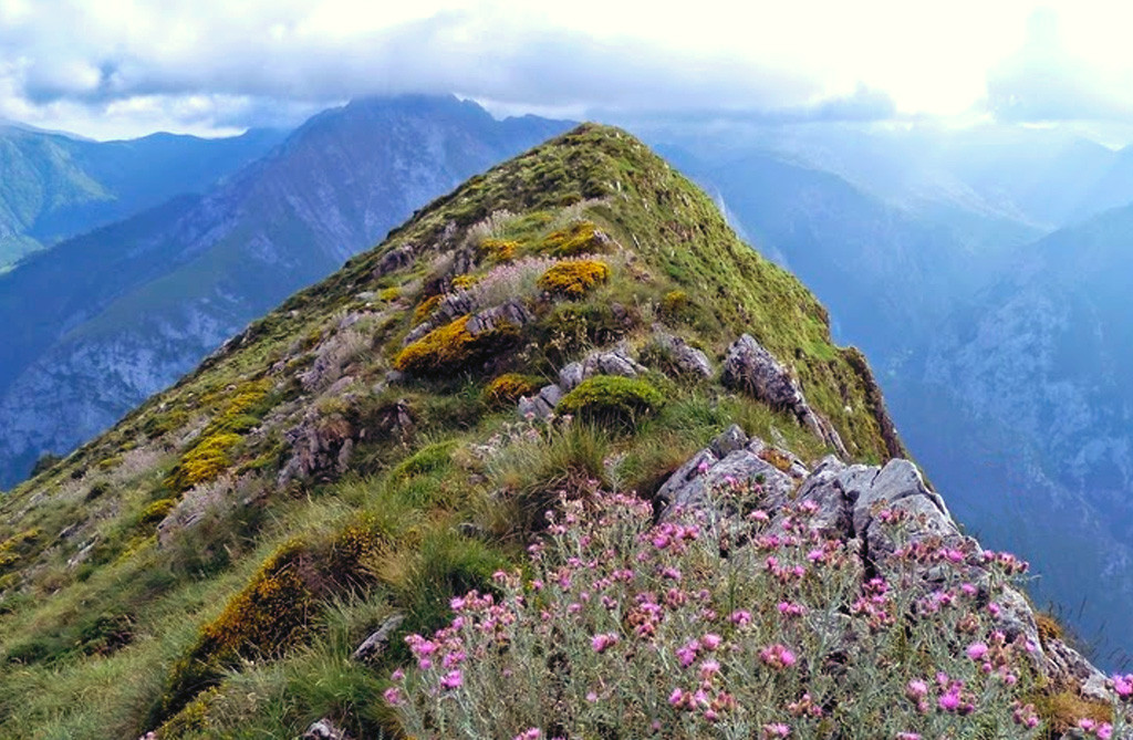 Pica loto sajambre asoc turismo rural picos de europa leon