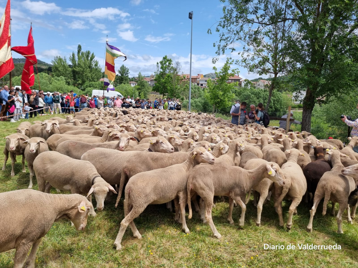 Fiesta trashumancia 2024 prioro DDV 17