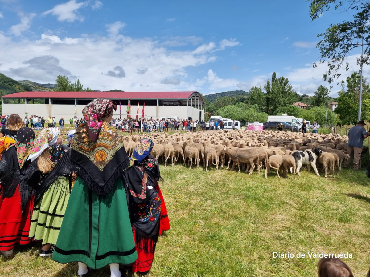 Fiesta trashumancia 2024 prioro DDV 22