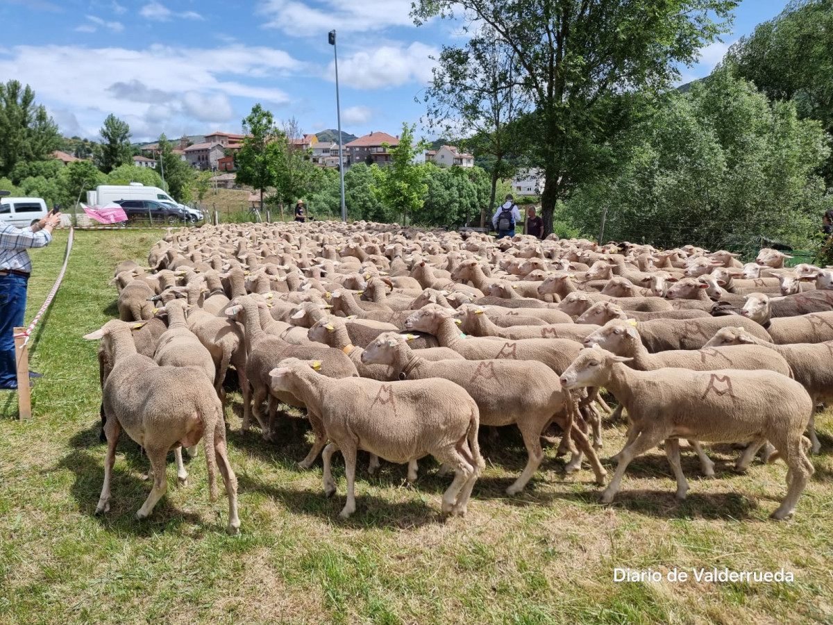 Fiesta trashumancia 2024 prioro DDV 23
