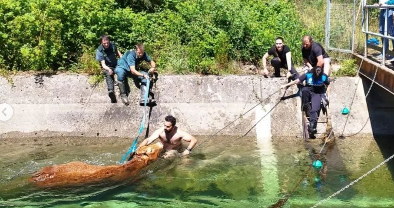 Canal vaca guardo 2