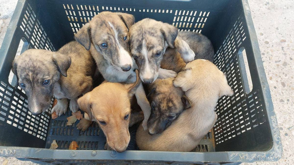 Perros abandonados pacma