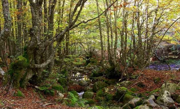 Hayedo de tronisco terranostrum