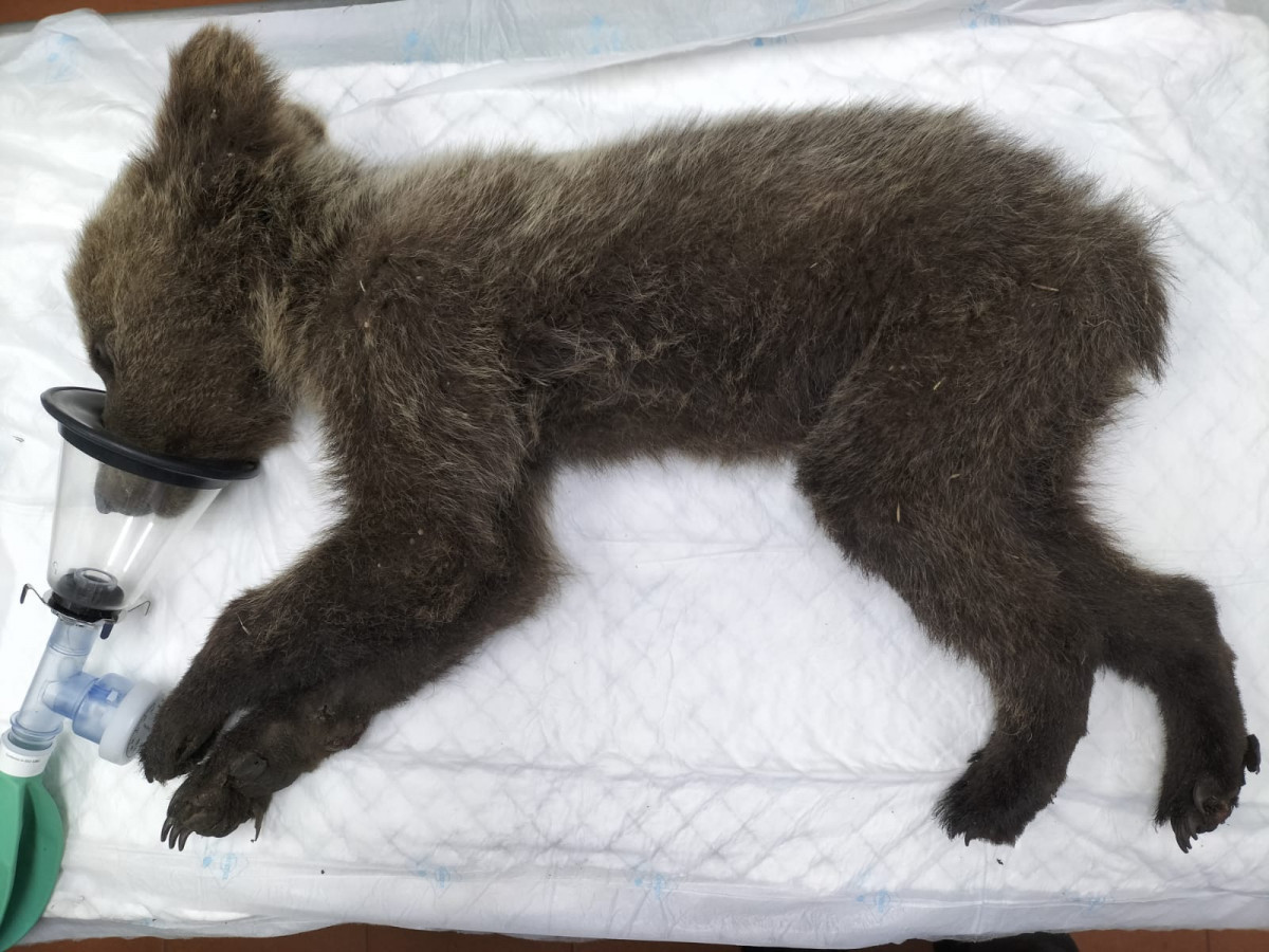 Osezno recogido en barniedo de la reina