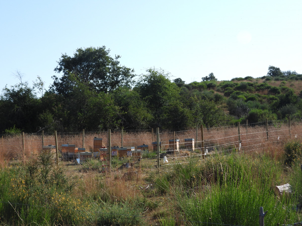 FAPAS proteccion colmenares oso pardo (2)