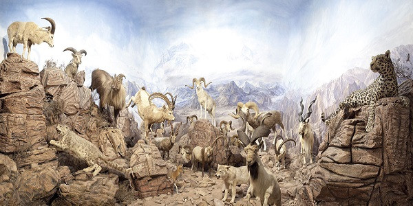 Museo de la fauna salvaje ayto boñar