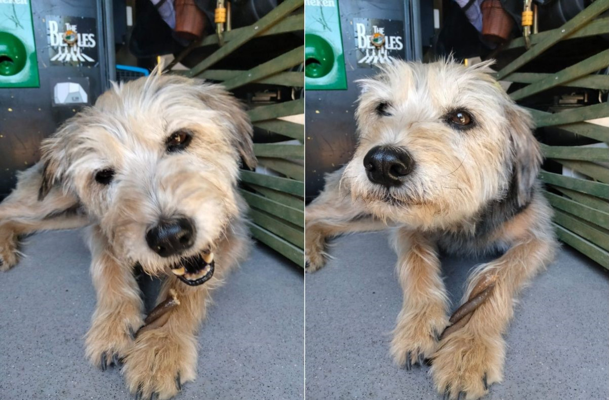 Trasgu perro desaparecido