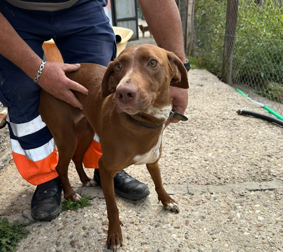 Perra en adopcion prote guardo