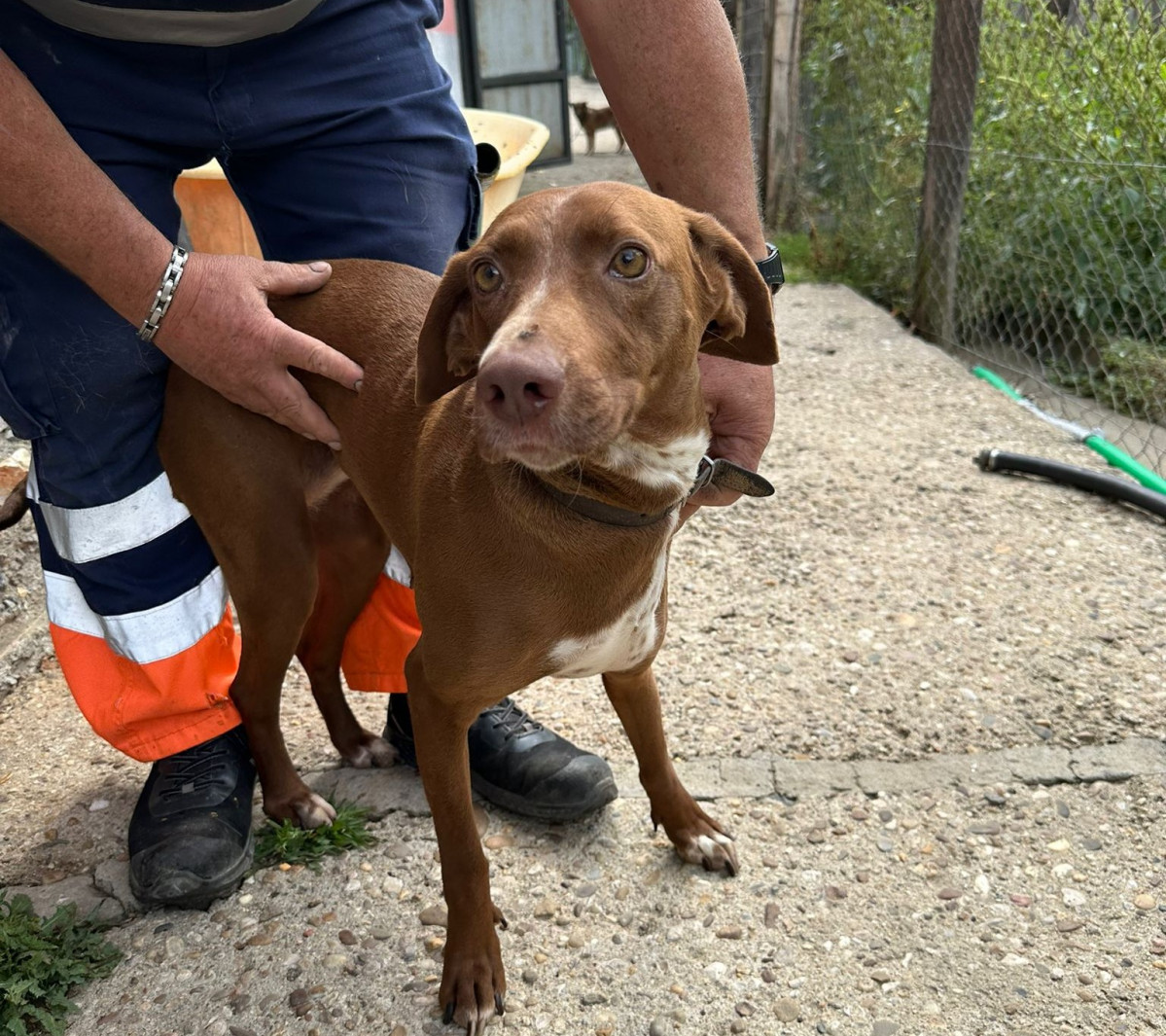 Perra en adopcion prote guardo