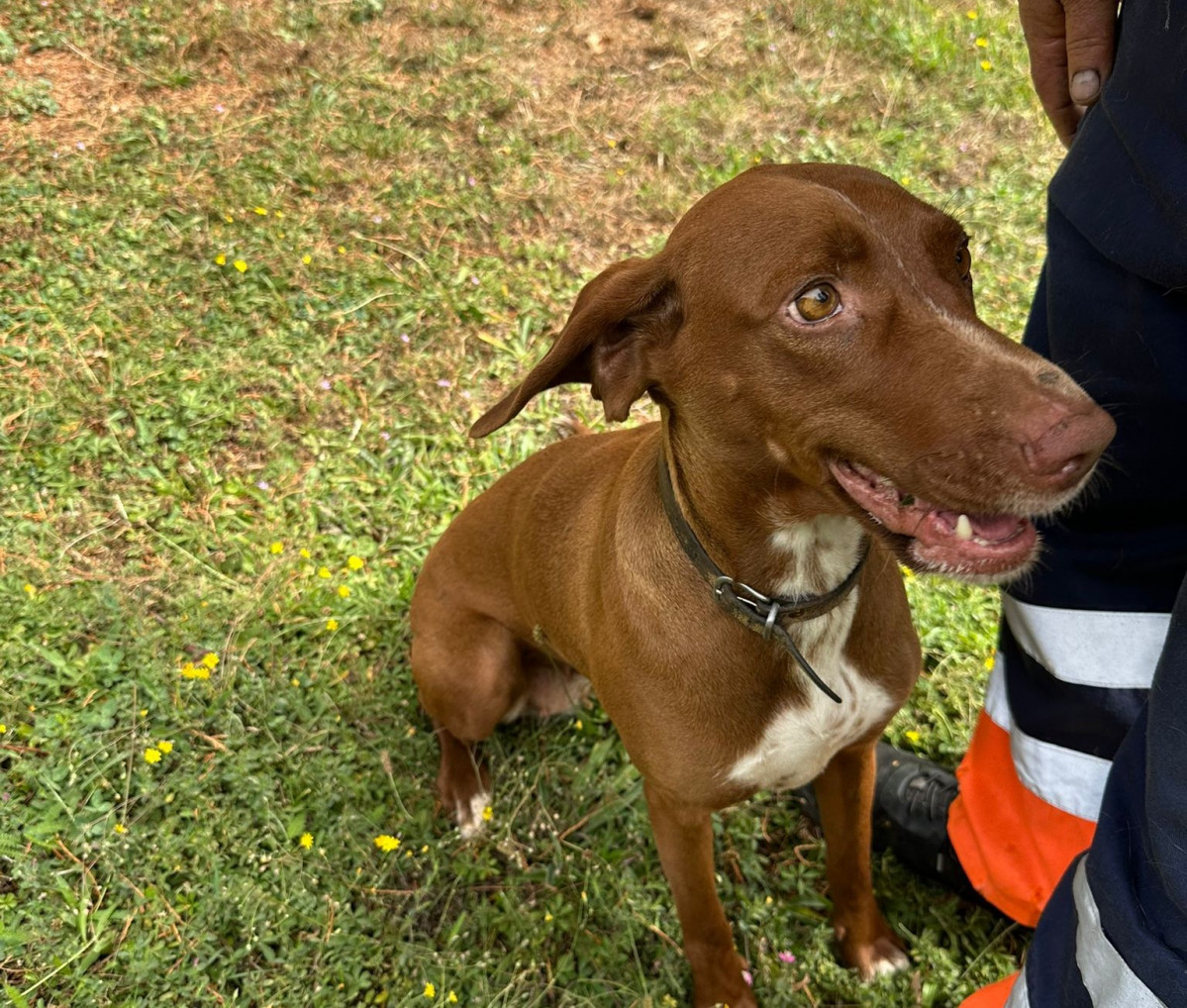 Perra en adopcion prote guardo (2)