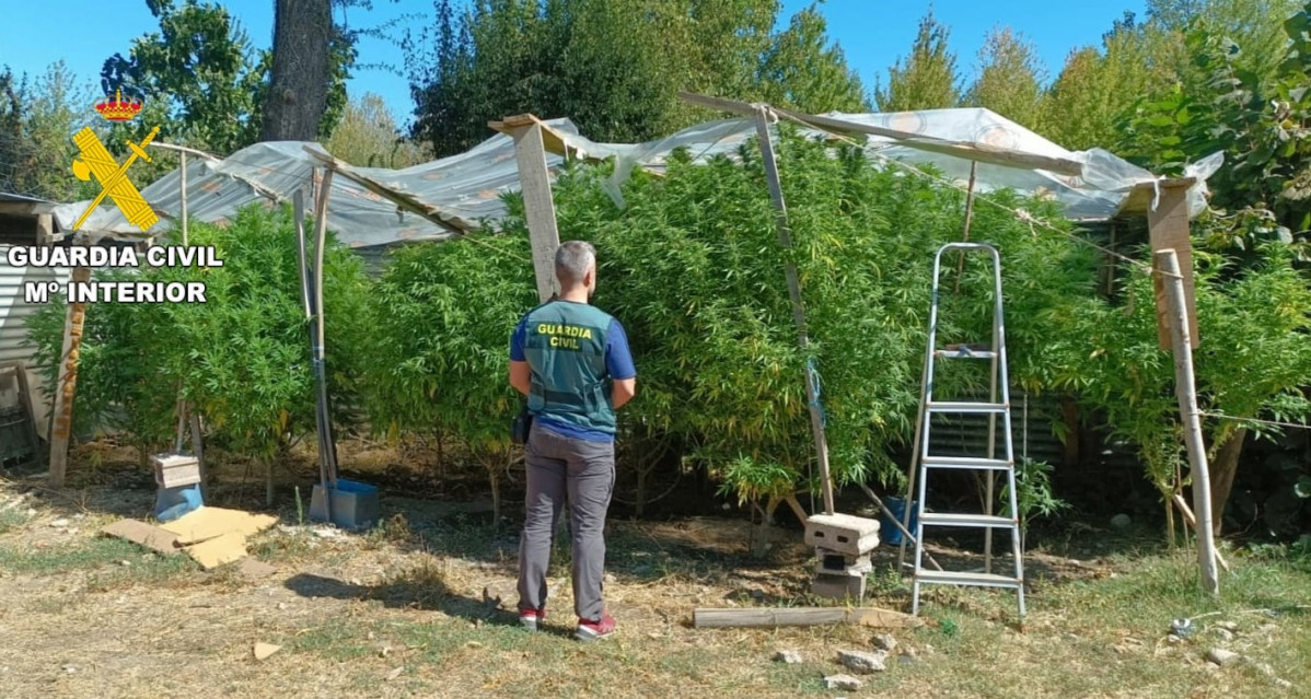 Plantacion marihuana bembibre