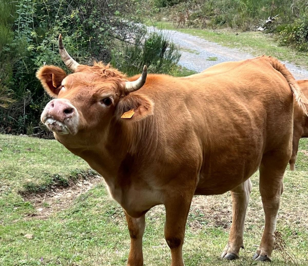 Vaca enferma EHE ganaderia riaño