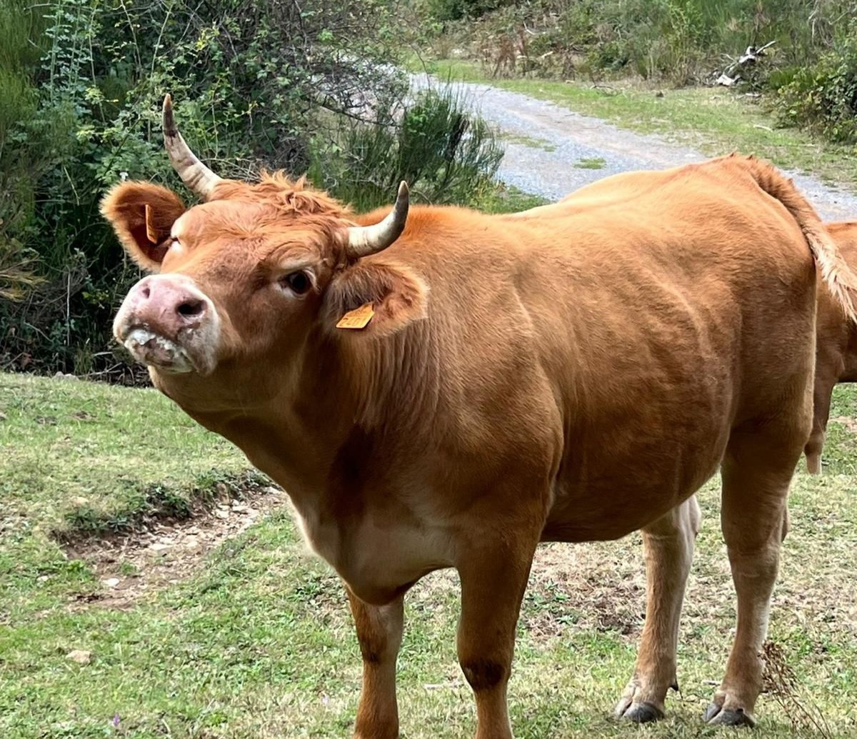 Vaca enferma EHE ganaderia riau00f1o