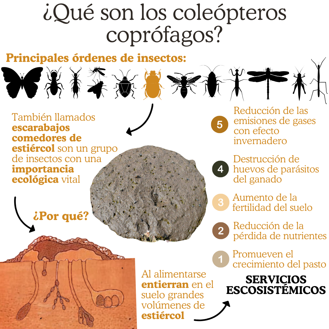 Coleópteros   Material de divulgación