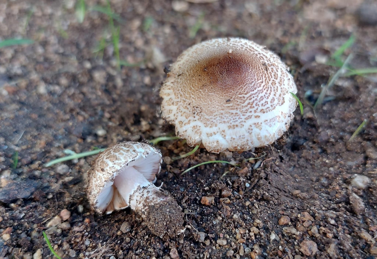 Lepiota brunneoincarnata toxica mortal setas JM Escapa