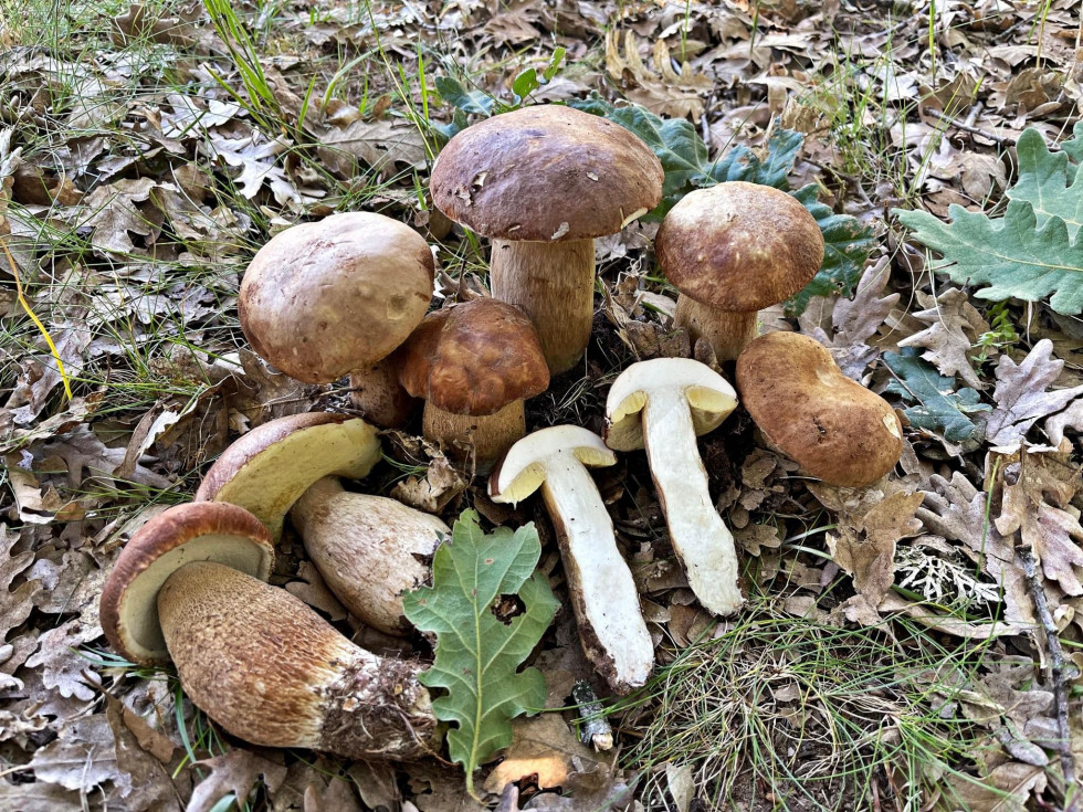 Boletus reticulatus comestible setas JM Escapa