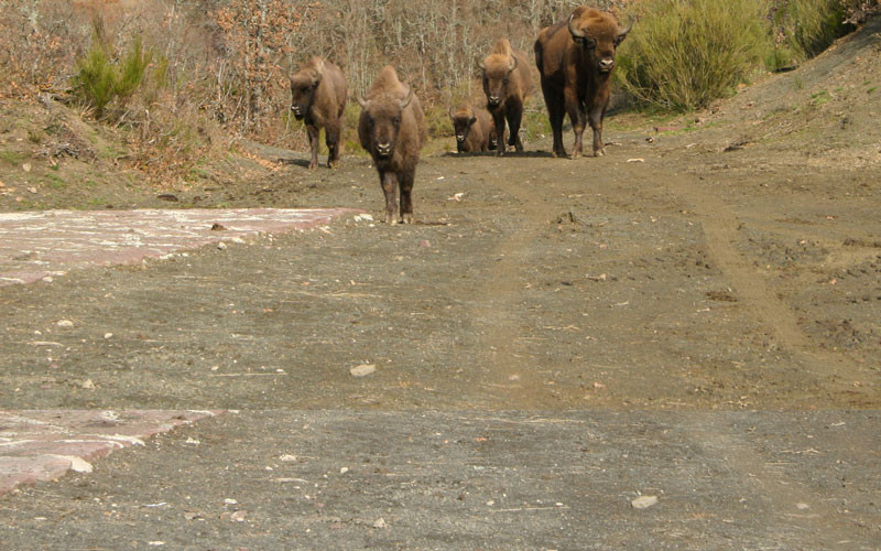 Bisontes reserva san cebrian de muda bisonbonasus