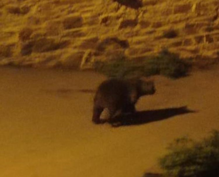 Oso por morgovejo hector de prado