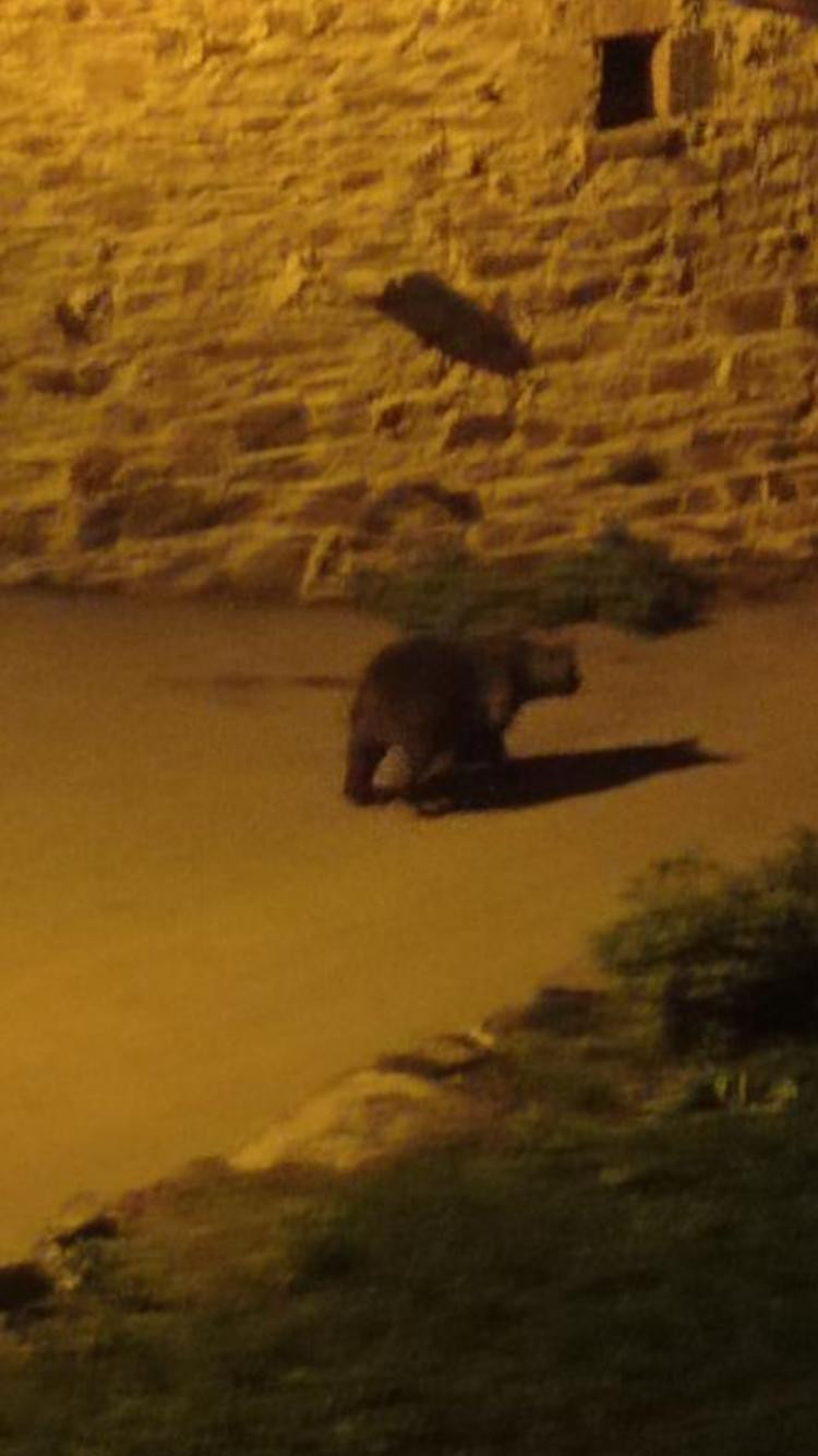 Oso por morgovejo hector de prado (2)