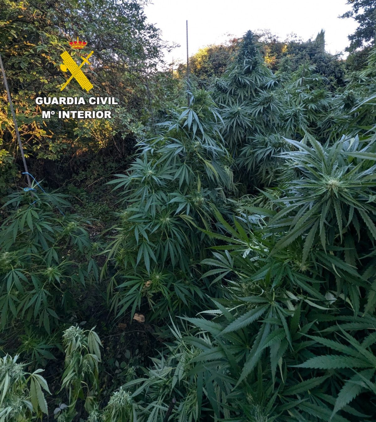 Detenidos cultivo marihuana vilecha