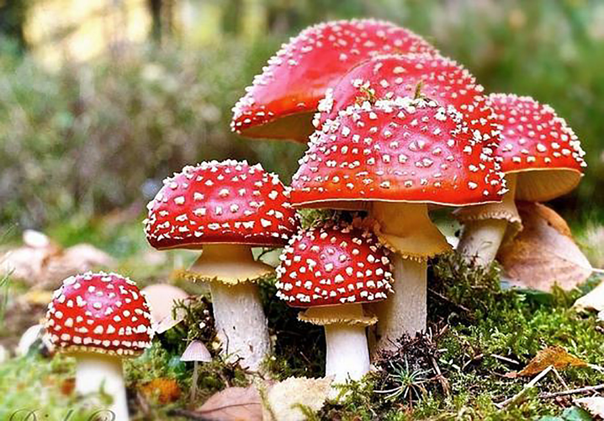 Setas Amanita muscaria