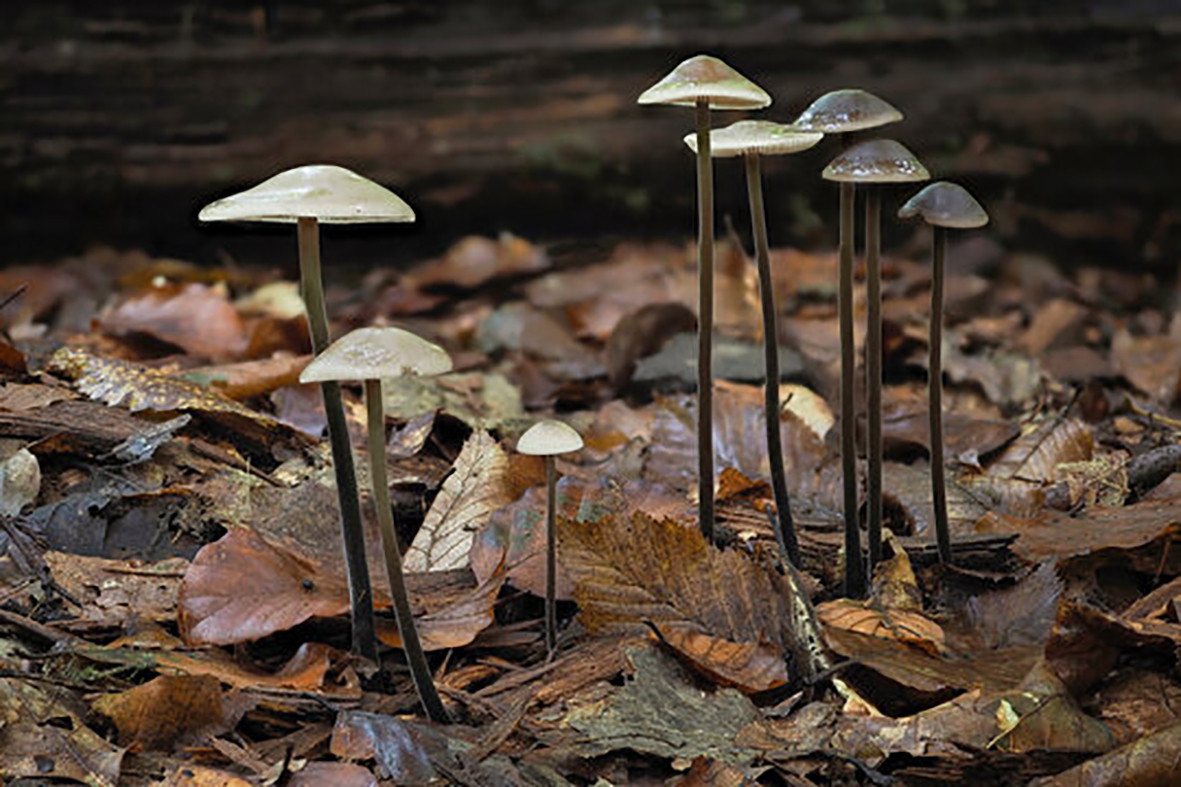 Setas Marasmius alliaceus