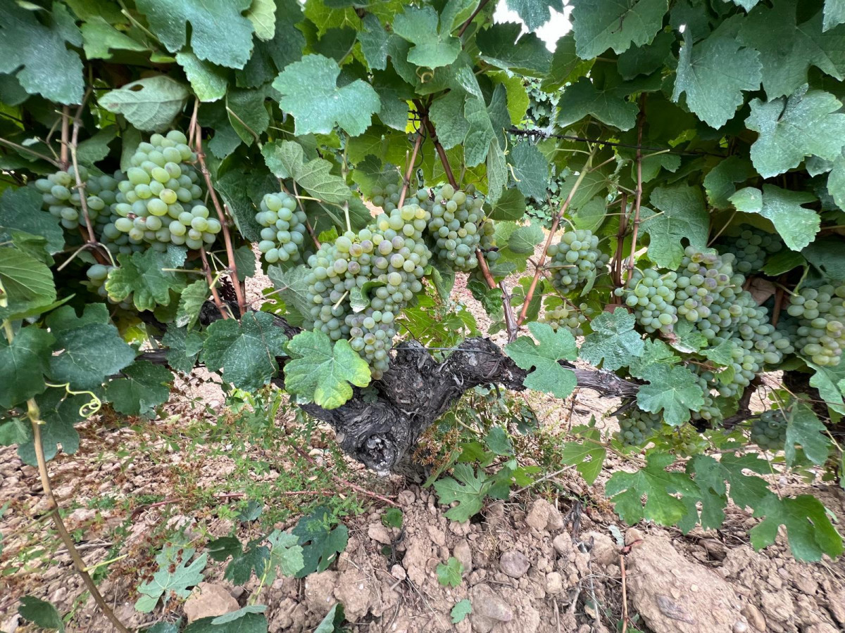 Godello