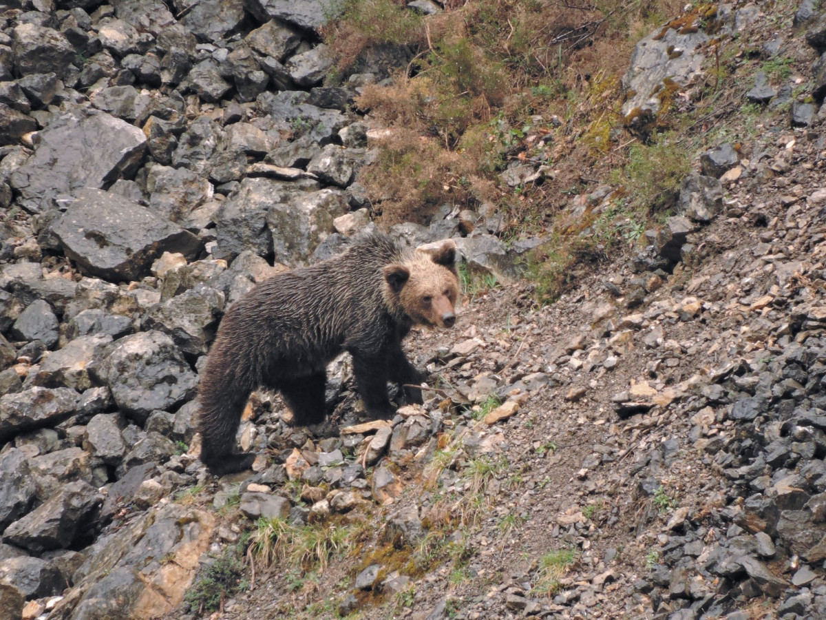Oso pardo 2024 fop