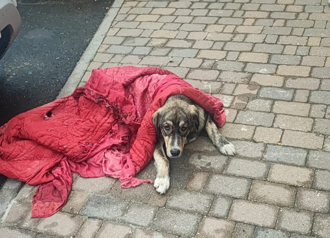 Perro abandonado marau00f1a