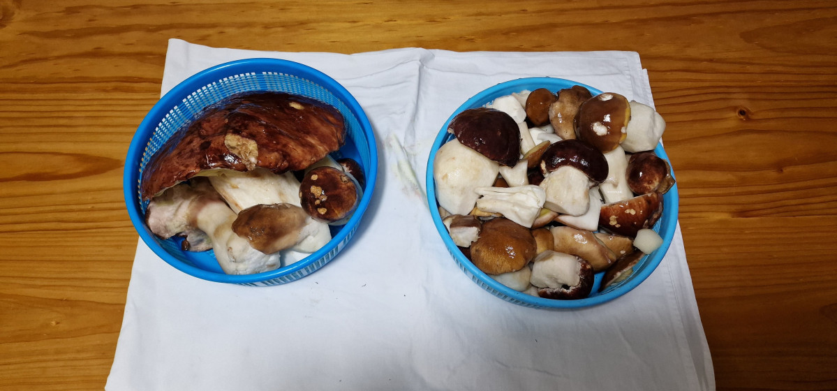 Boletus 1,4 kilos san feliz de las lavanderas