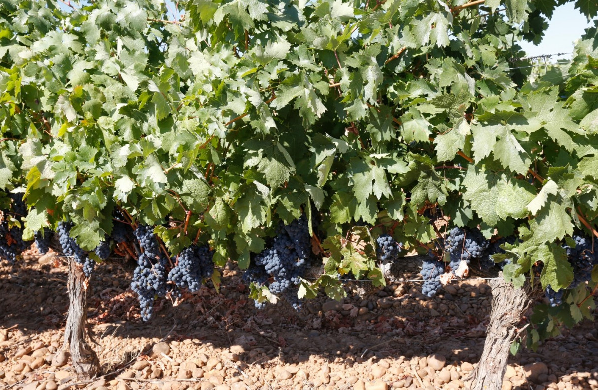 Vendimia vino de leon