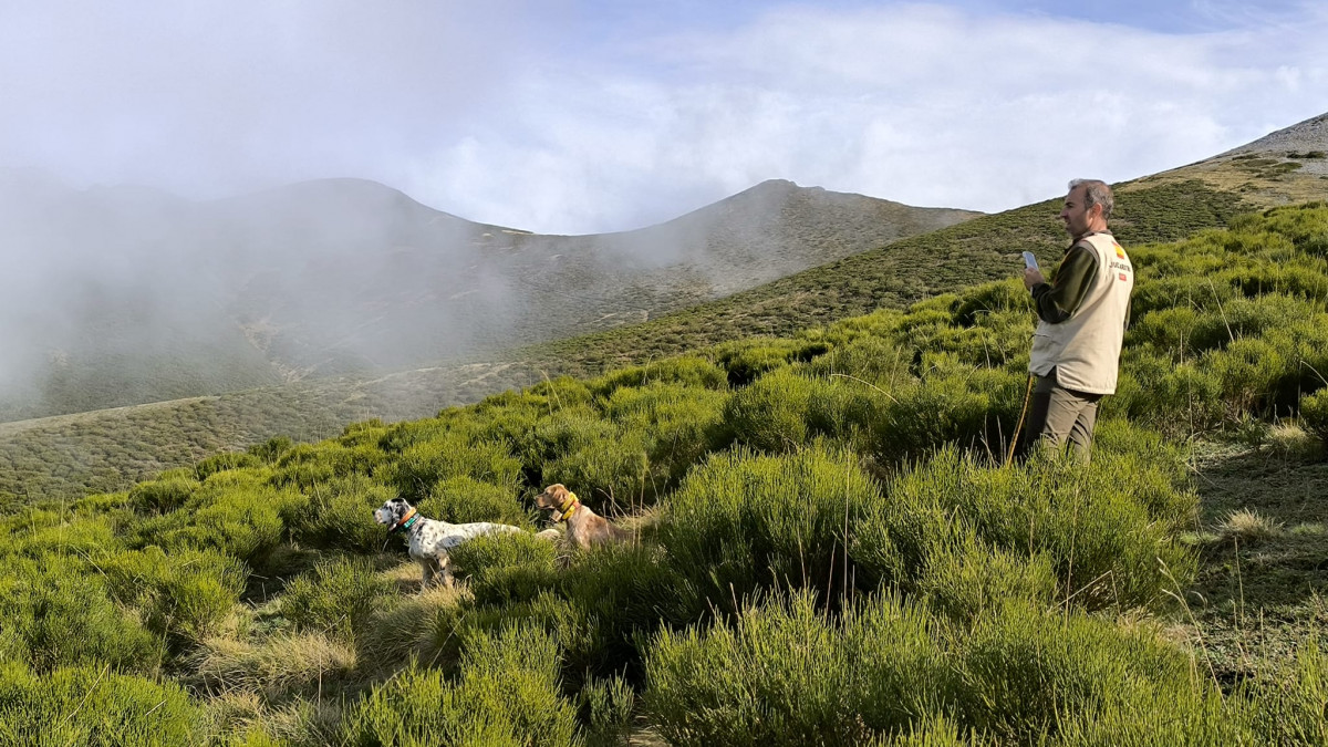 Campeonato de espau00f1a de perros de muestra llanaves 2024