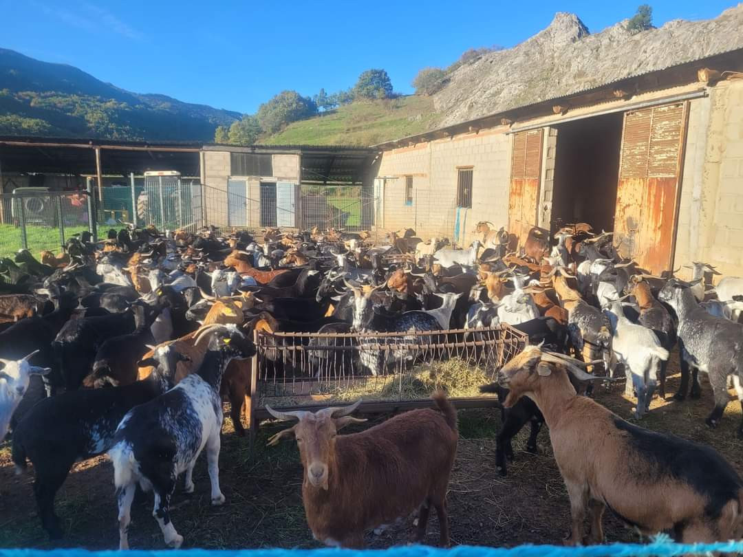 Cecina de chivo vegacervera