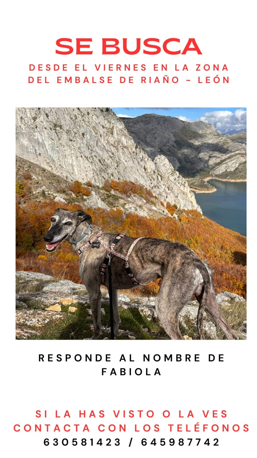 Busqueda perro riau00f1o