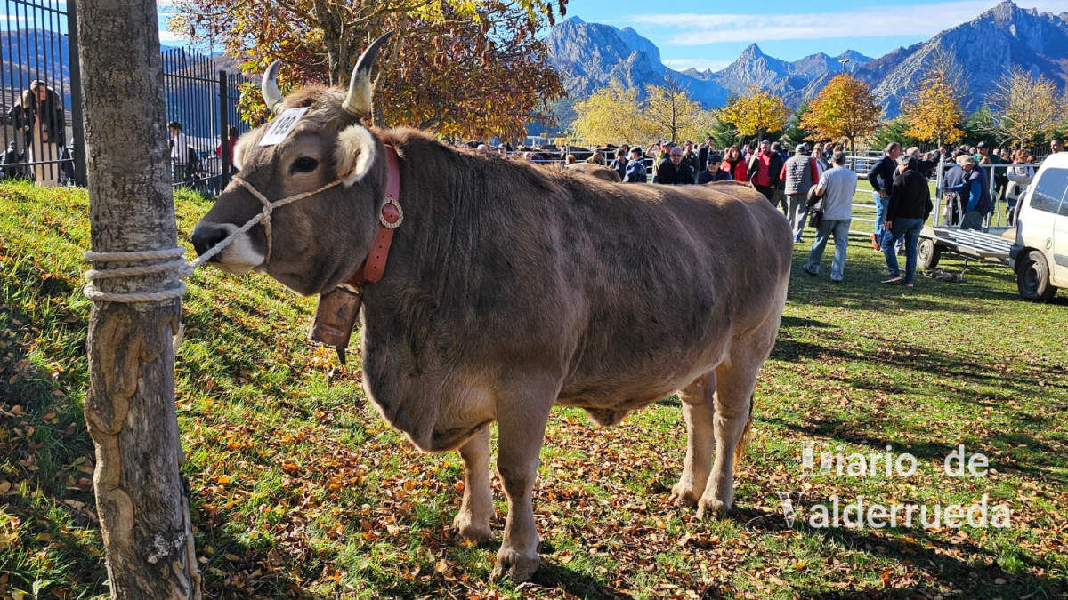 Feria de riau00f1o 2024 (4)