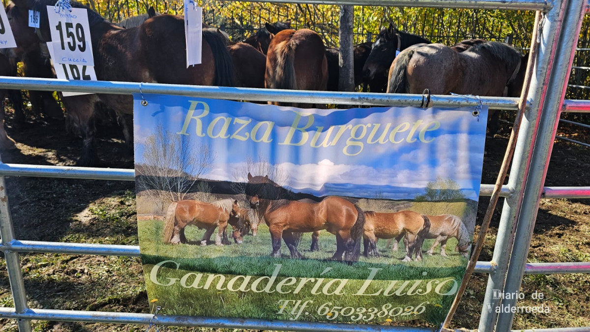 Feria de riau00f1o 2024 (12)