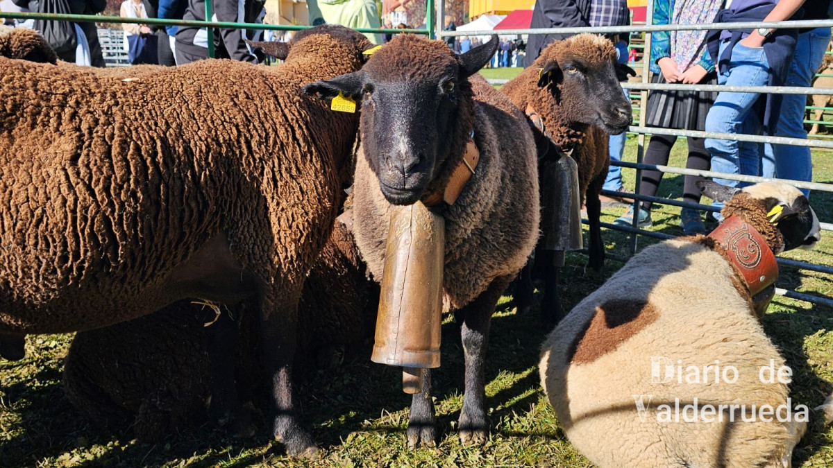 Feria de riau00f1o 2024 (25)