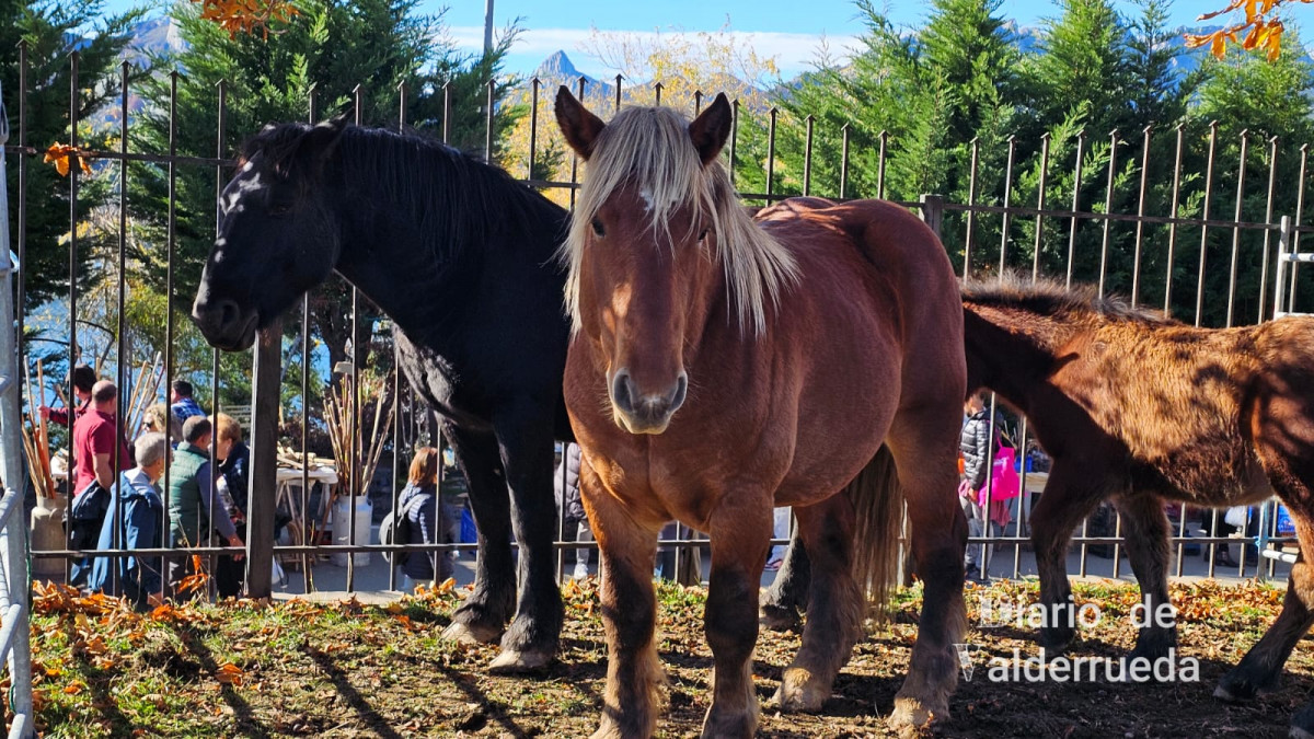Feria de riau00f1o 2024 (41)