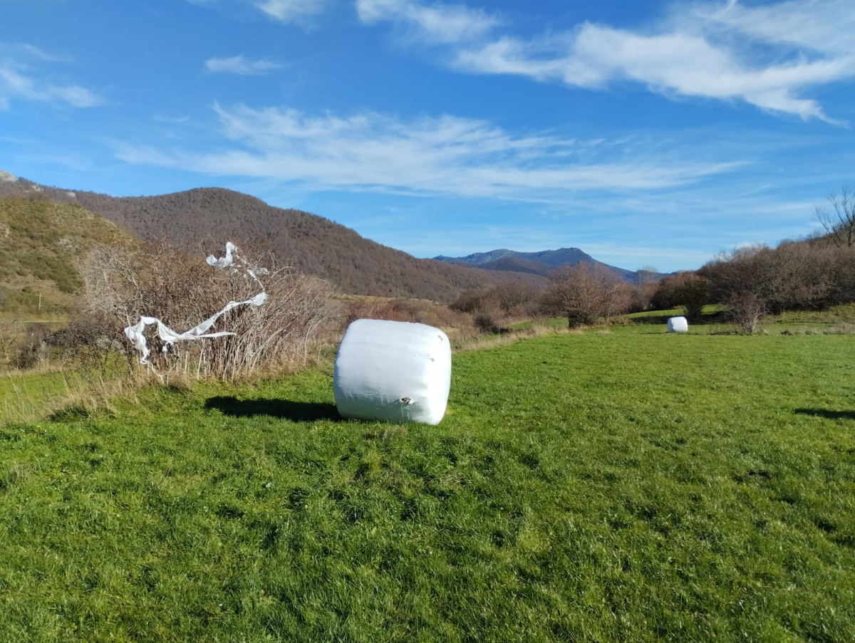 Bolas de plastico alpacas marau00f1a (4)
