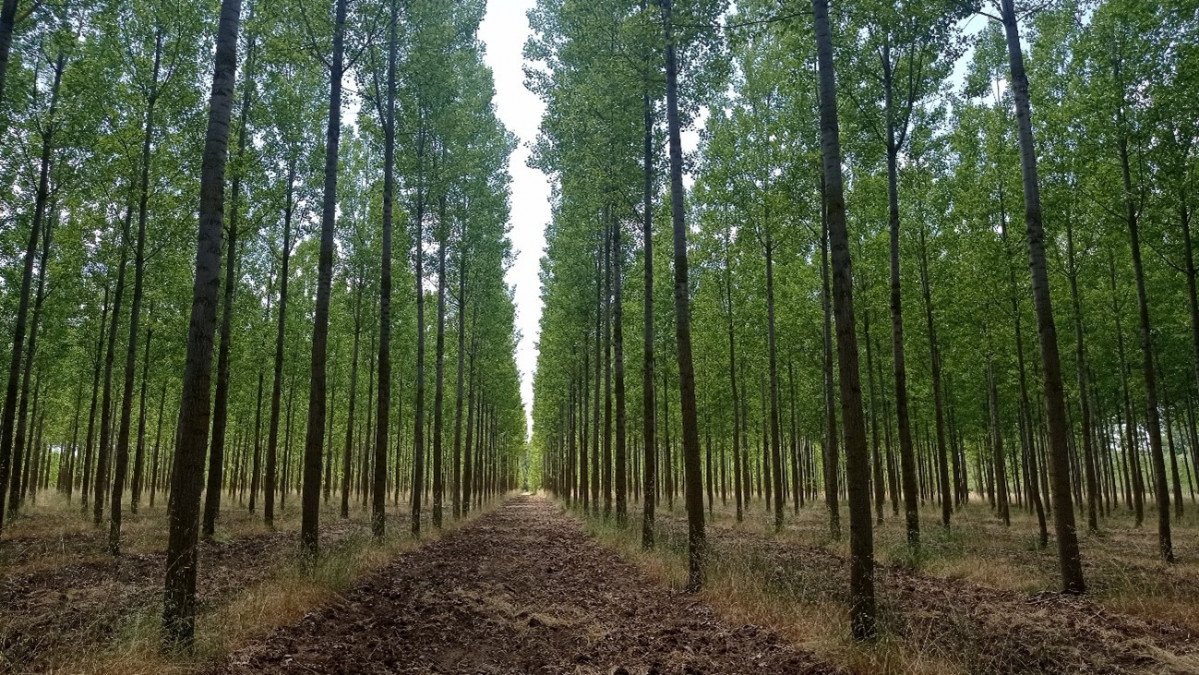 Choperas Bosques y Ru00edos