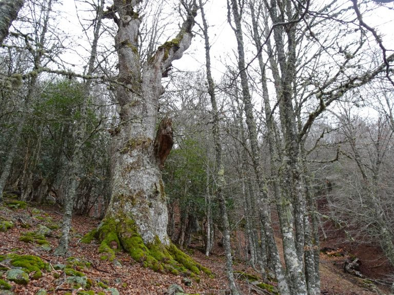 Roble de lebanza turismo la pernia