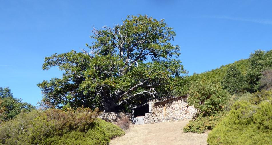 Roblon de la tenada ayto cervera