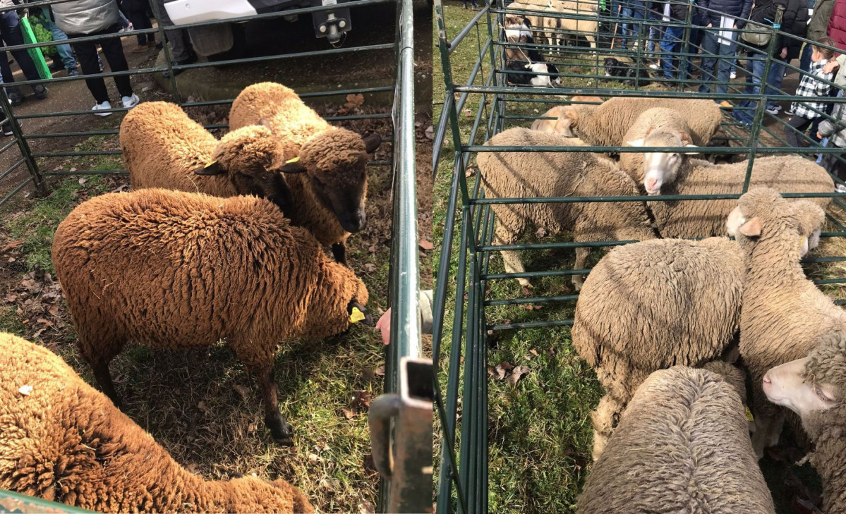 Feria de san blas gradefes 2025