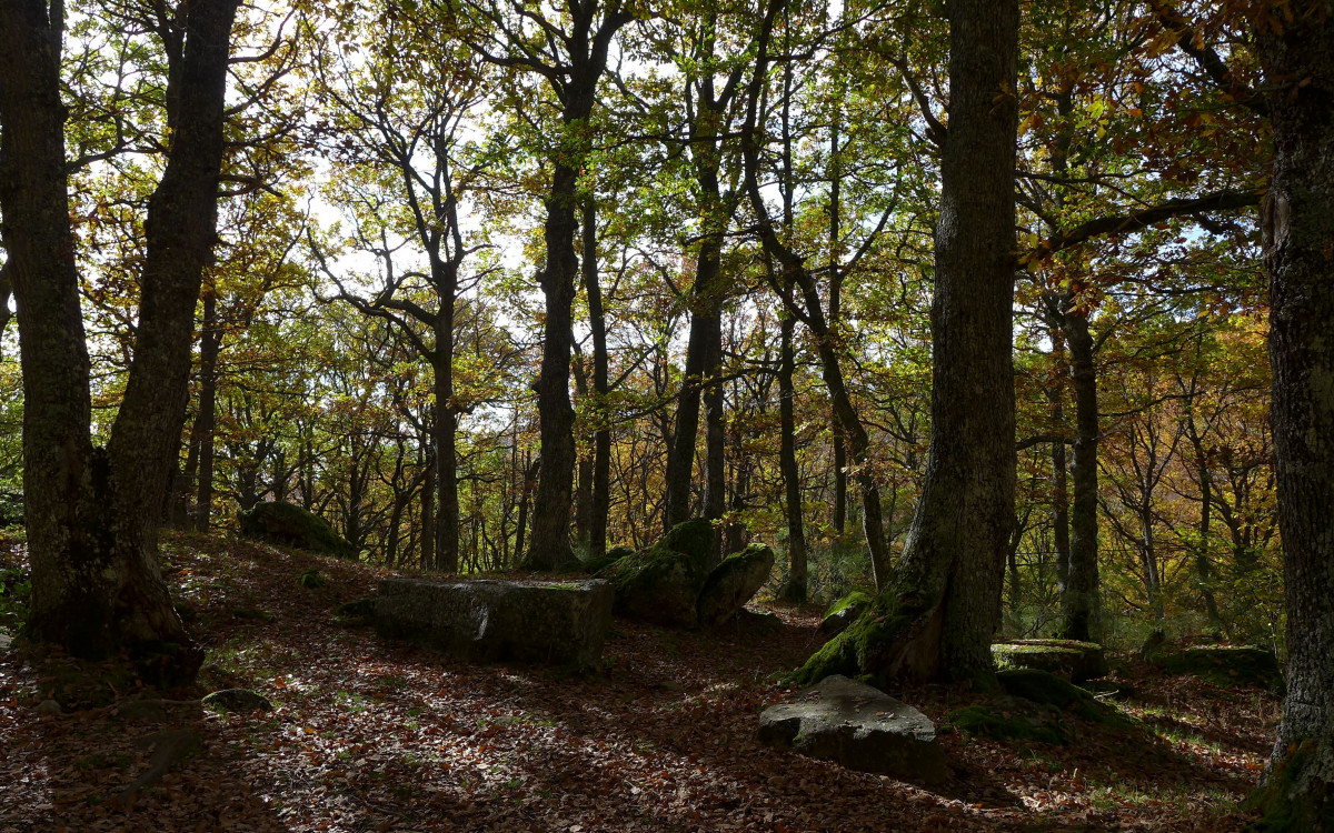 Bosque de la pedrosa brau00f1osera palencia turismo