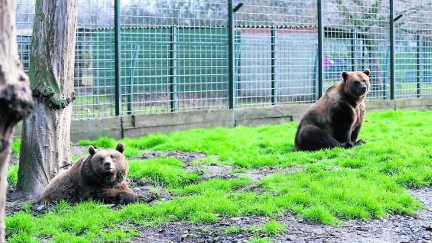 Luna y ponderoso coto escolar de leon PACMA