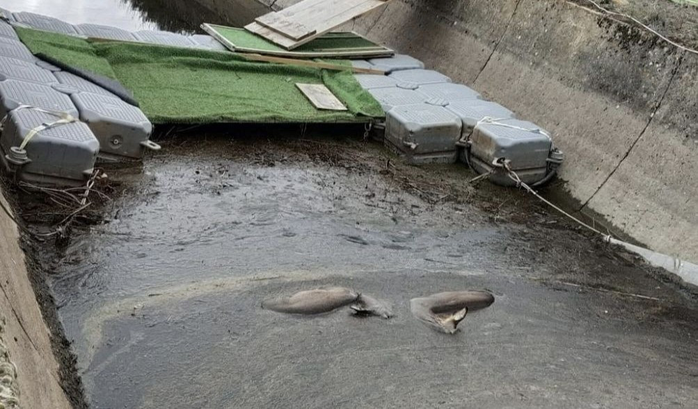 Animales muertos canal de arriola pacma (2)