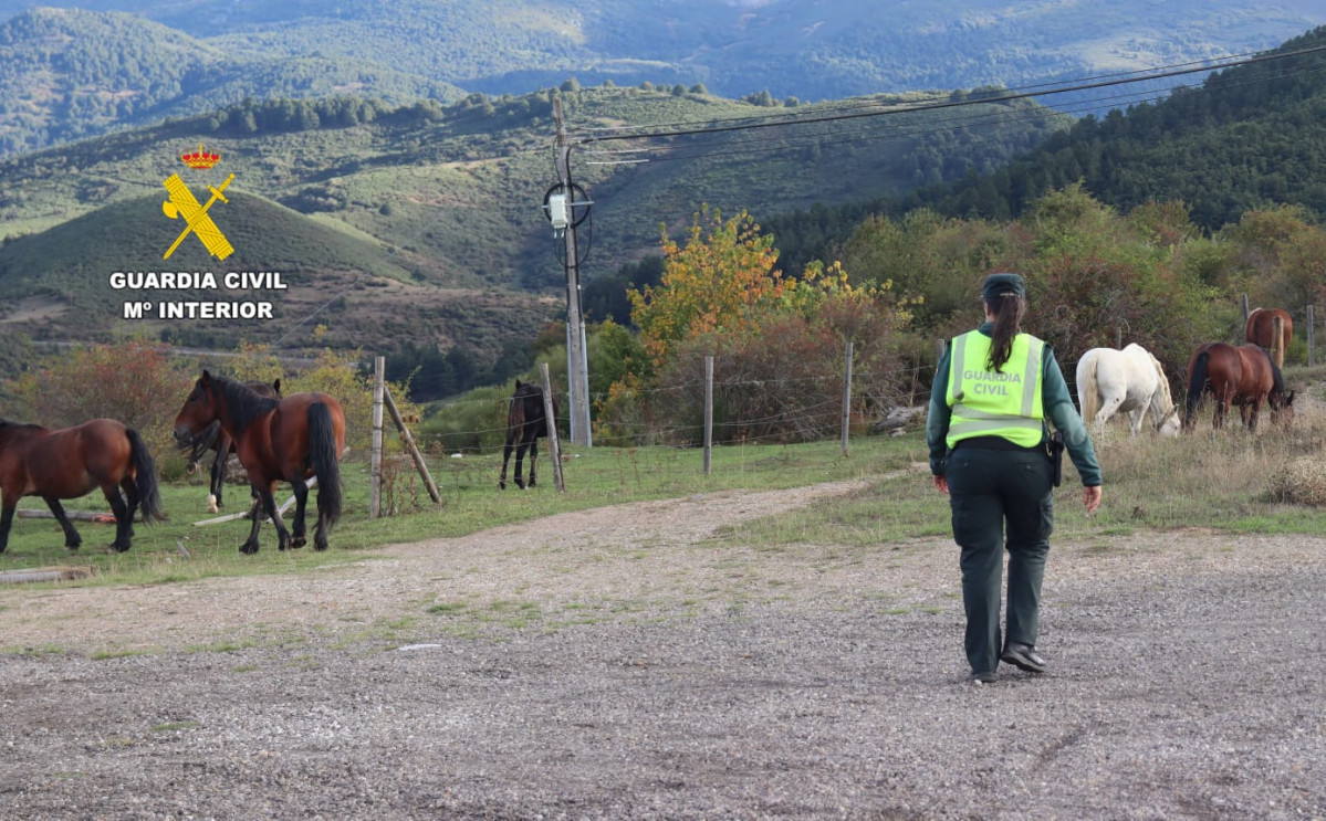Guardia civil caballos animales