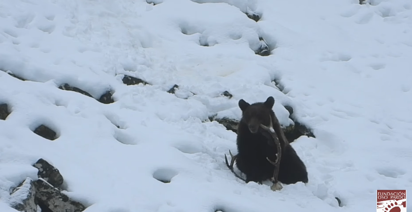 Osos en invierno fundacion oso pardo (2)