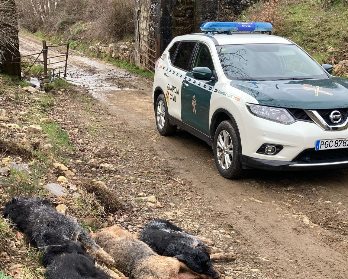 Perros muertos canal de riego vegacervera